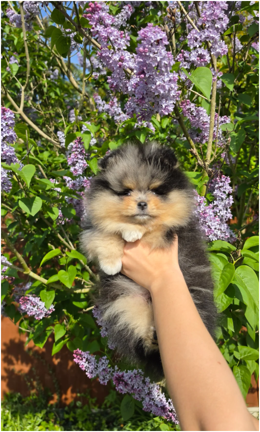 Adorable Pomeranian Puppies – 1 Boy & 2 Girls Avai image 5