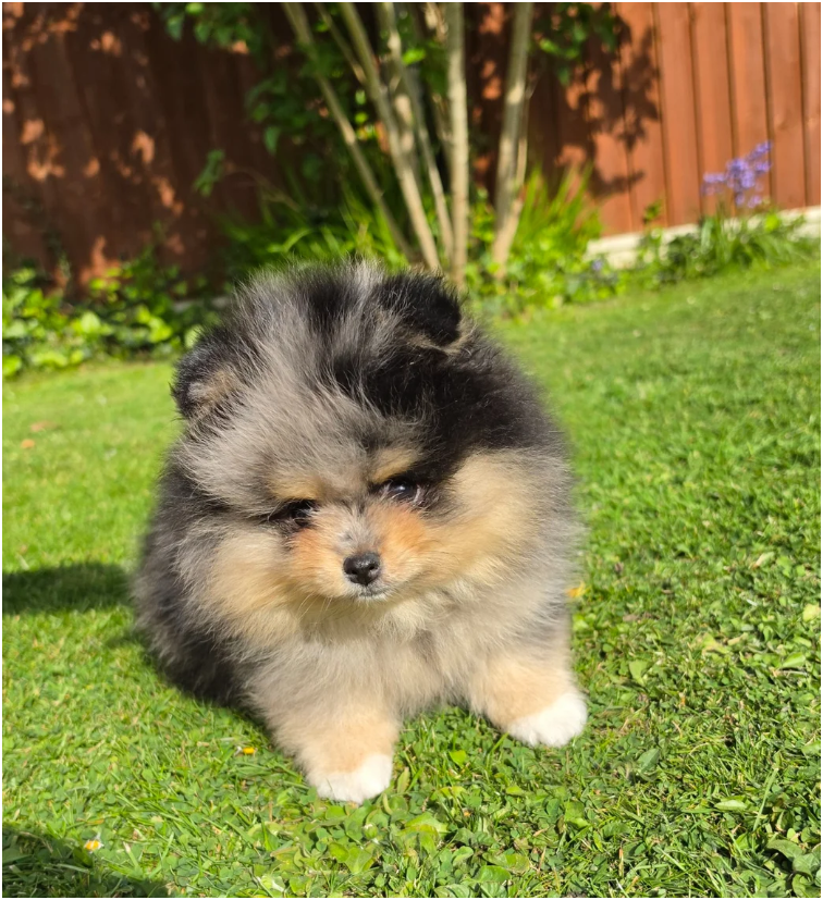 Adorable Pomeranian Puppies – 1 Boy & 2 Girls Avai image 6