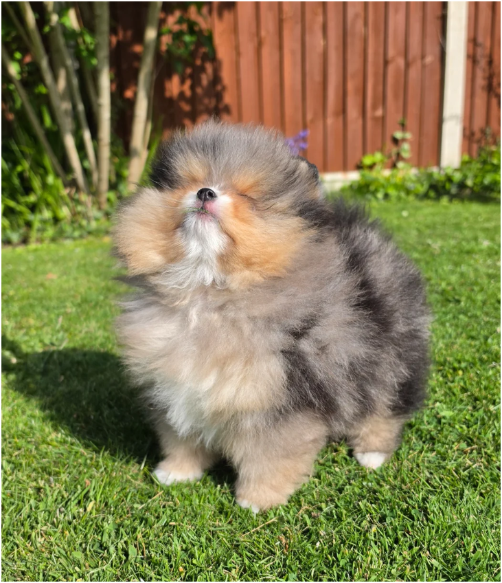 Adorable Pomeranian Puppies – 1 Boy & 2 Girls Avai image 7