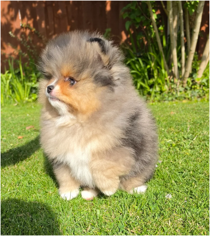 Adorable Pomeranian Puppies – 1 Boy & 2 Girls Avai image 8