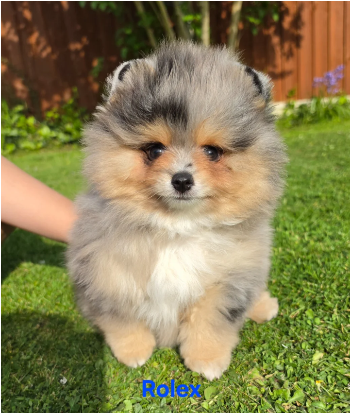 Adorable Pomeranian Puppies – 1 Boy & 2 Girls Avai image 9