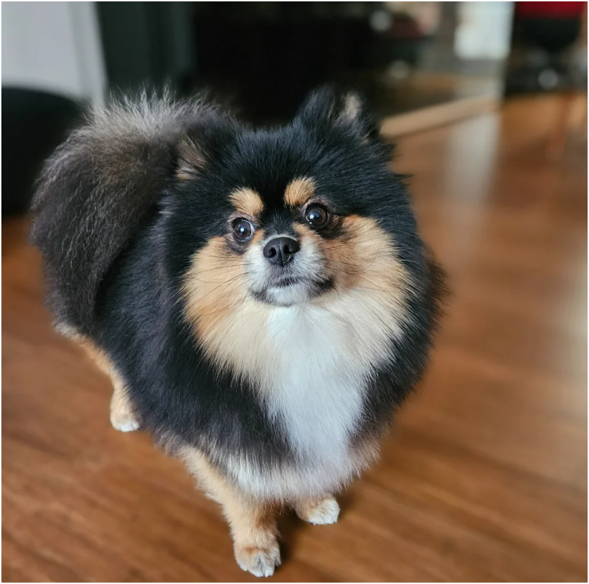 Adorable Pomeranian Puppies – 1 Boy & 2 Girls Avai image 10