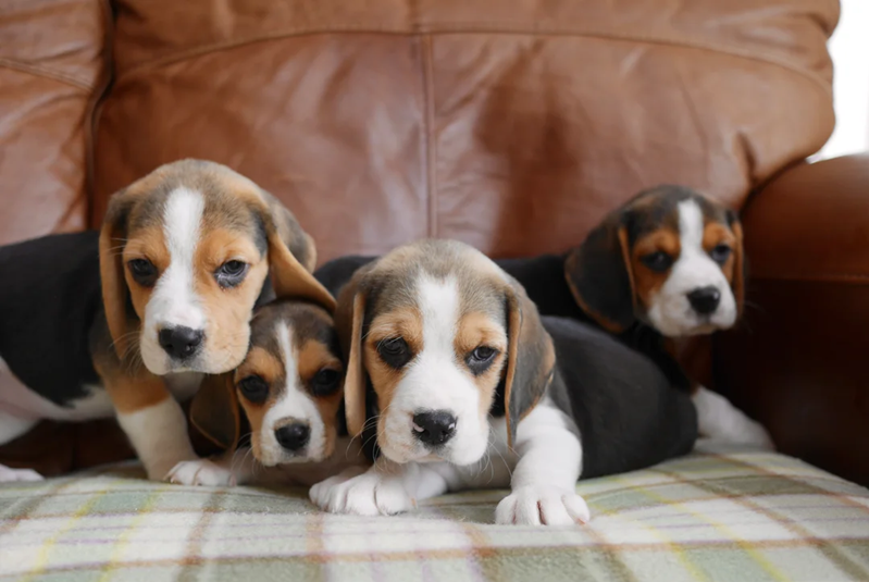 sell our beagle puppies FULLY VACCINATED image 3