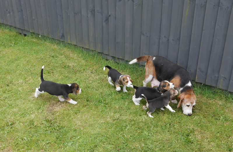 sell our beagle puppies FULLY VACCINATED image 1