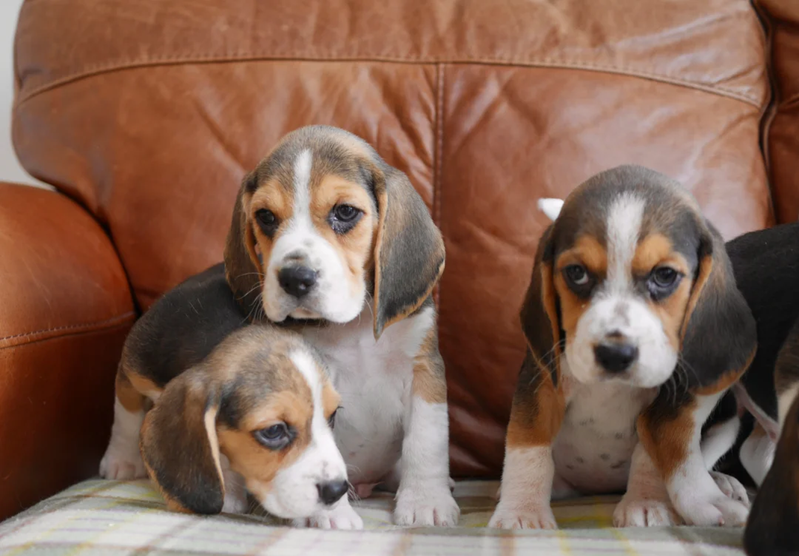 sell our beagle puppies FULLY VACCINATED image 2