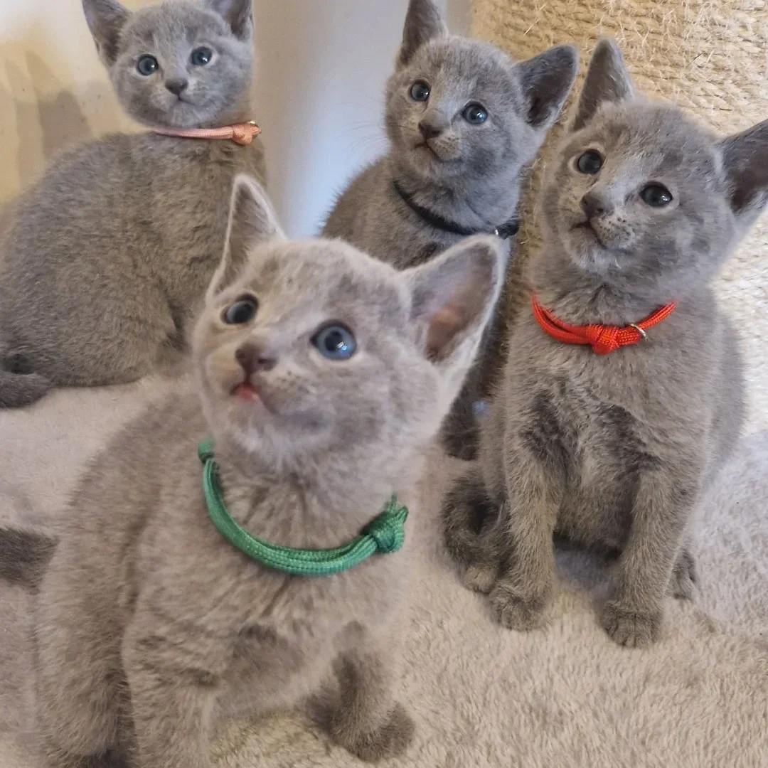 Non shedding Russian Blue Kittens Ready! image 5