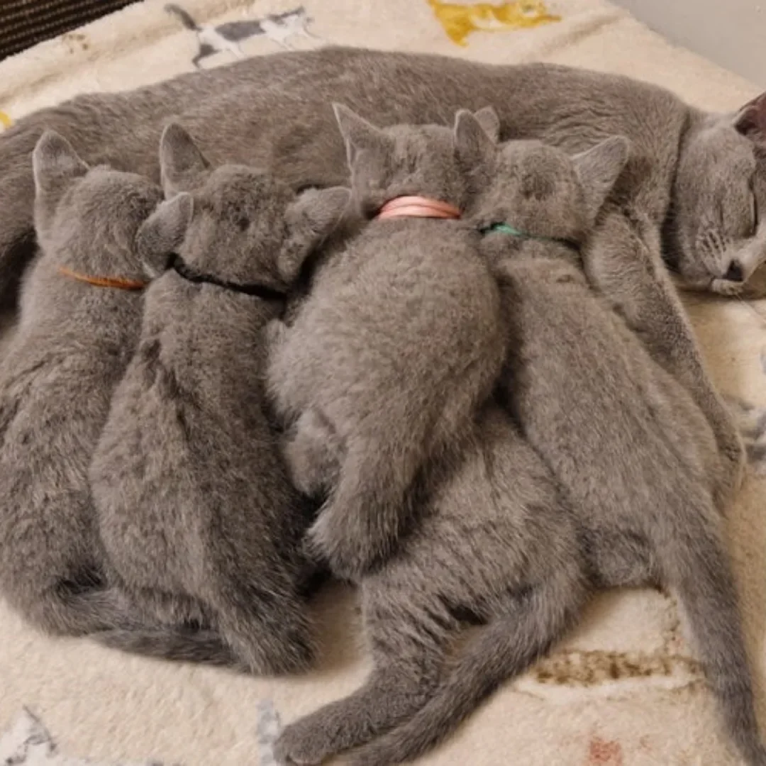 Non shedding Russian Blue Kittens Ready! image 4