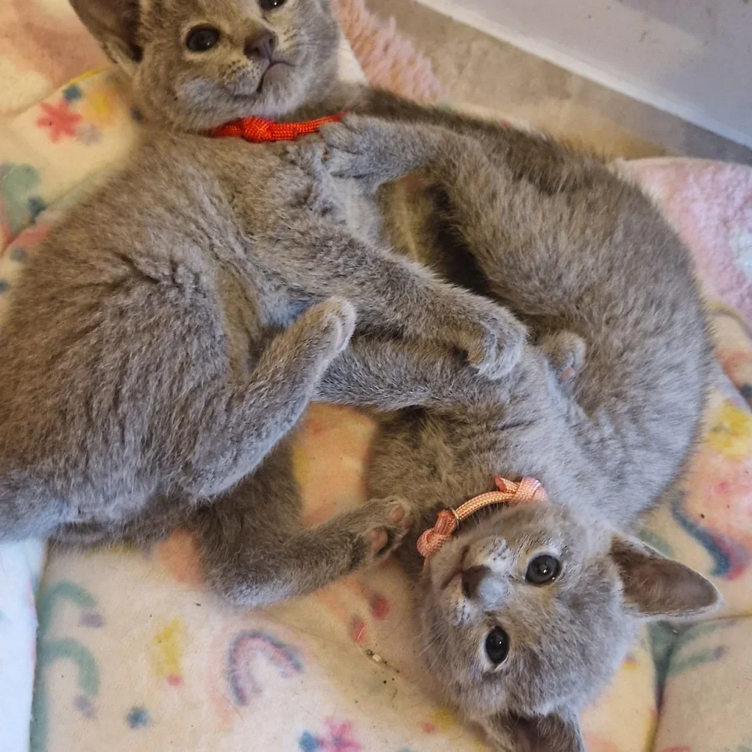 Non shedding Russian Blue Kittens Ready! image 1