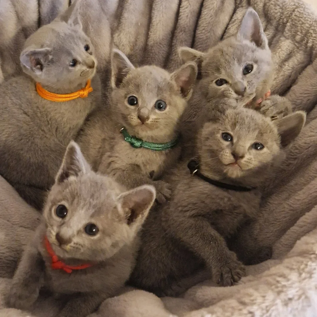 Non shedding Russian Blue Kittens Ready! image 3