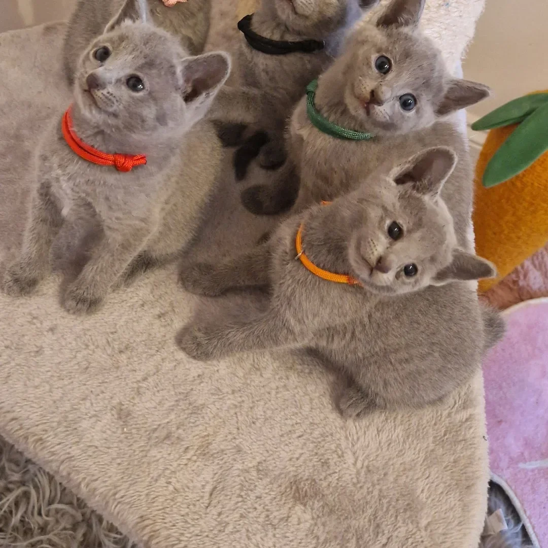 Non shedding Russian Blue Kittens Ready! image 2
