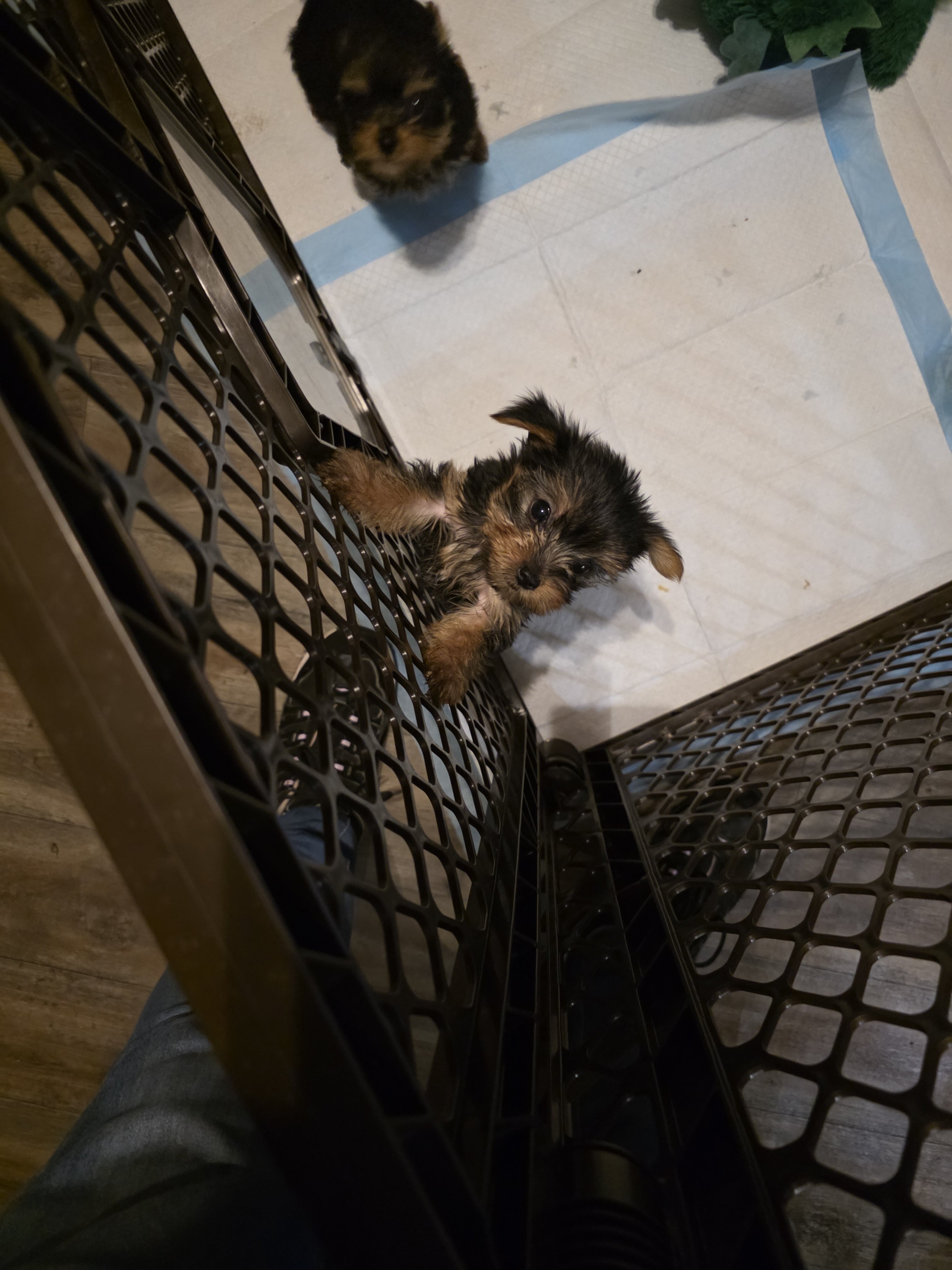 Female yorkie image 2