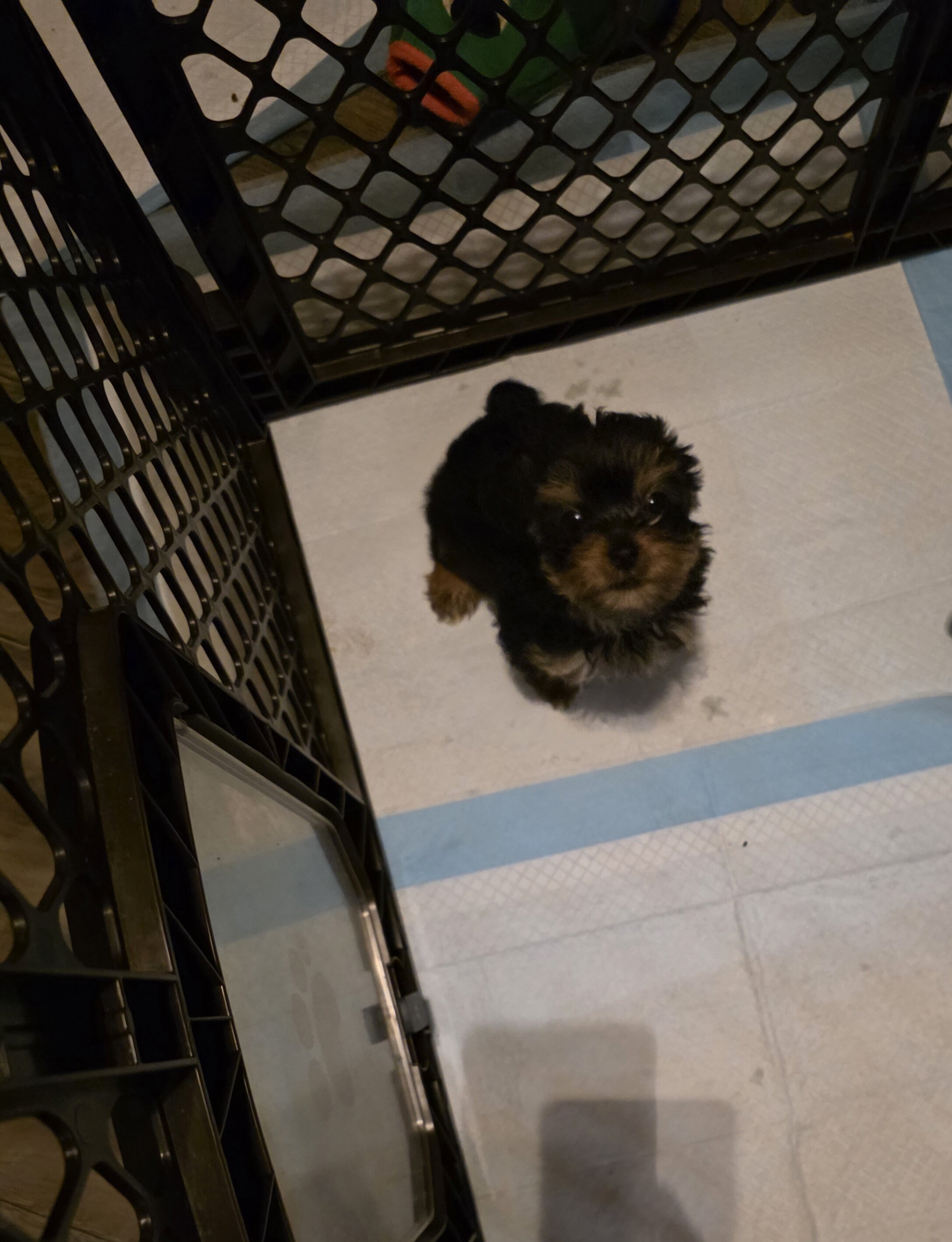 Female yorkie image 1