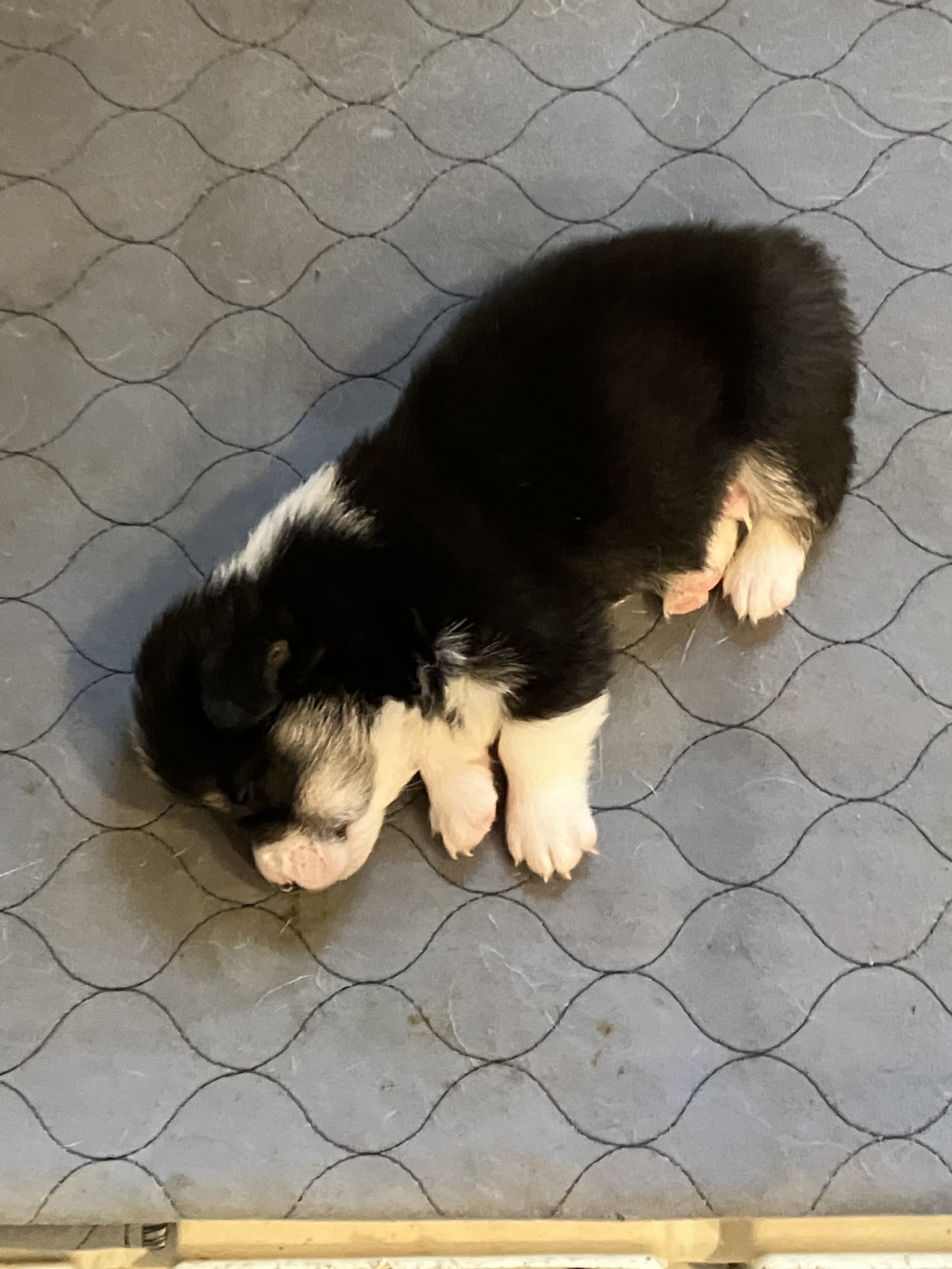 Pembroke Welsh Corgis image 3