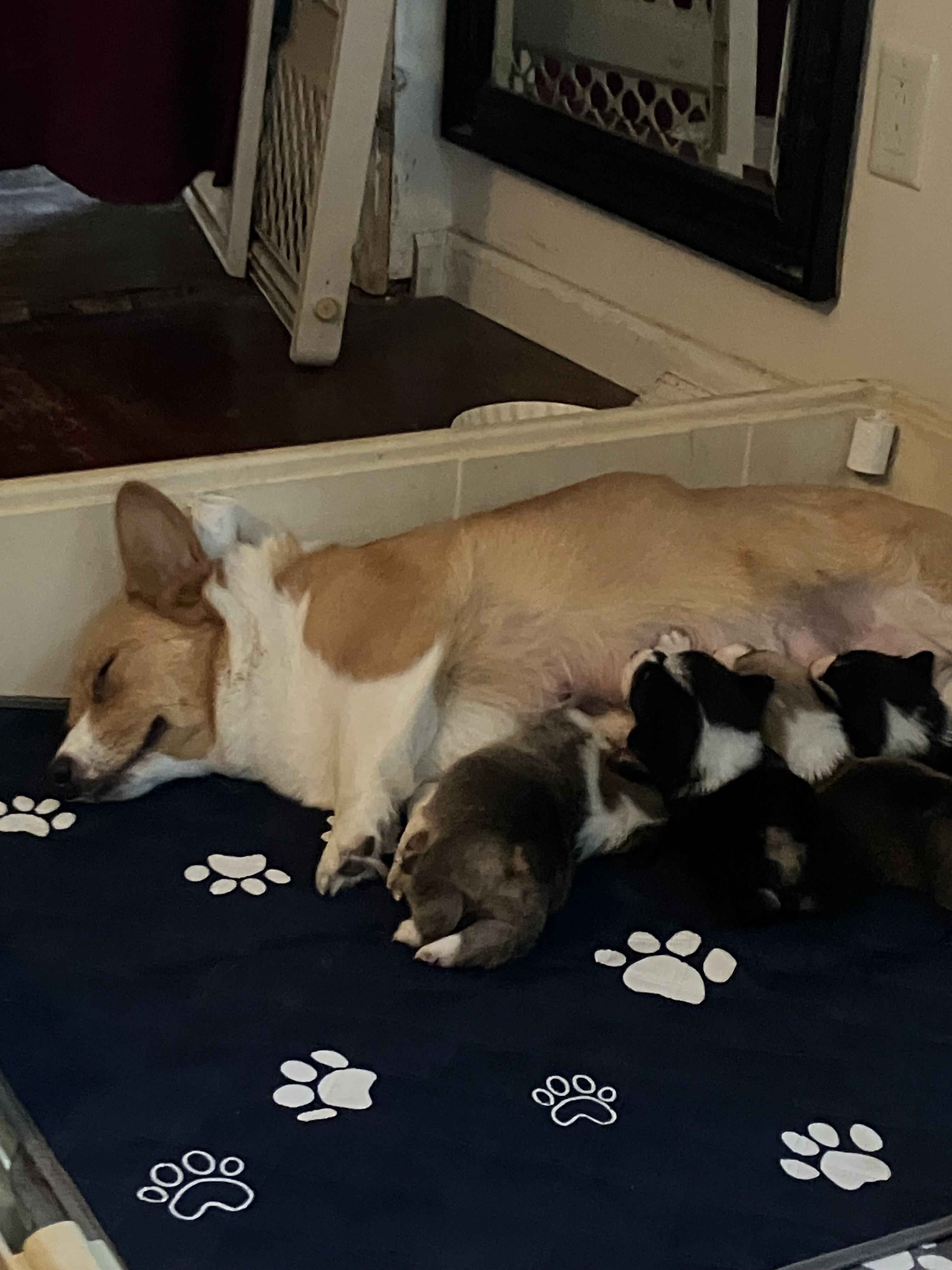 Pembroke Welsh Corgis image 1