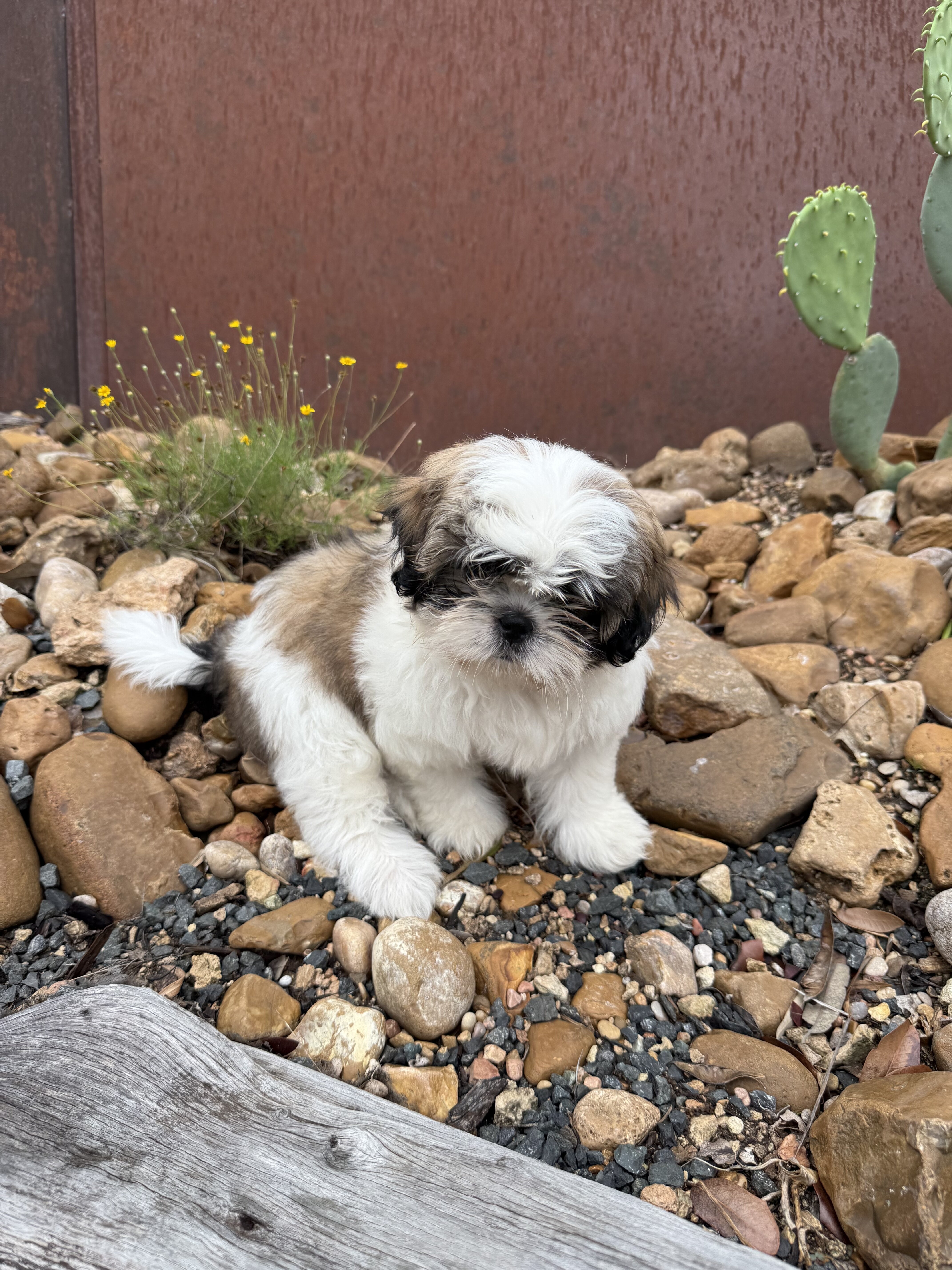 Shih Tzu Female, 8 weeks old image 1