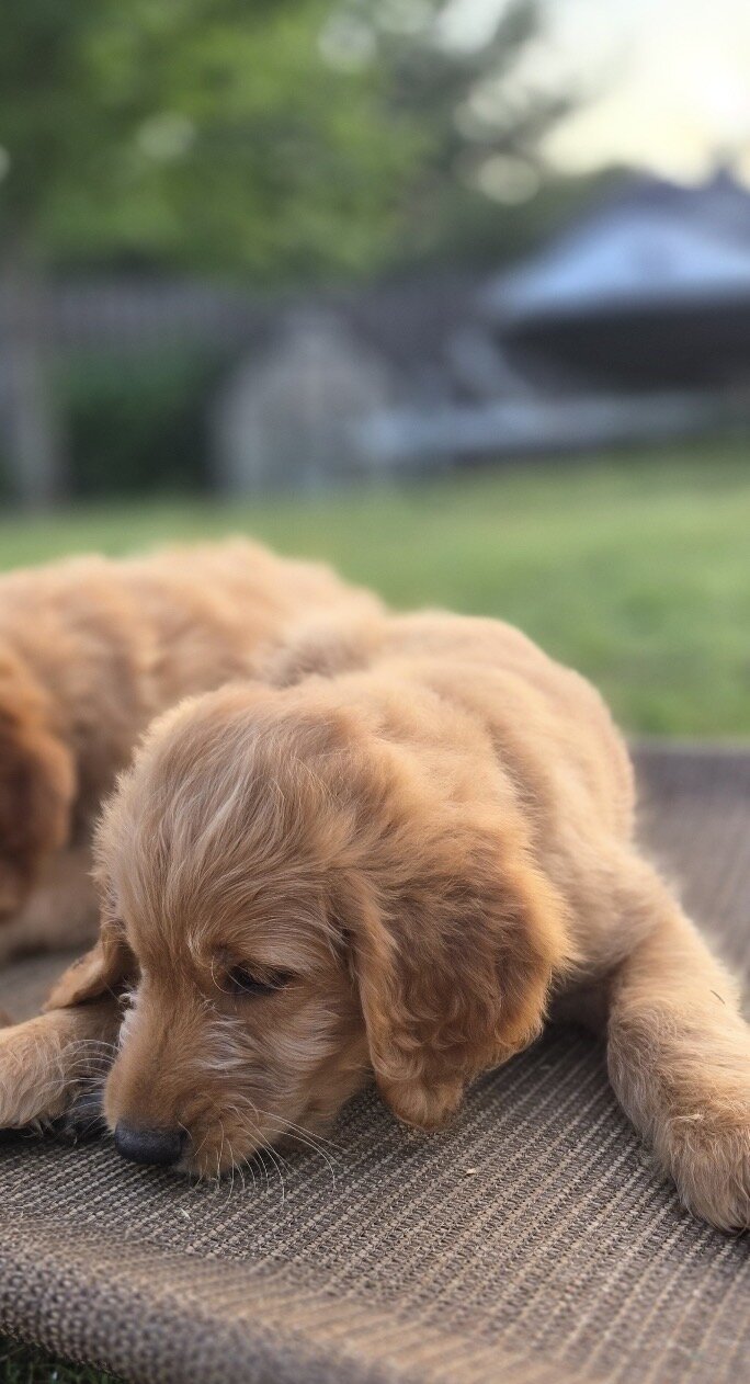 Goldendoodle puppies image 1