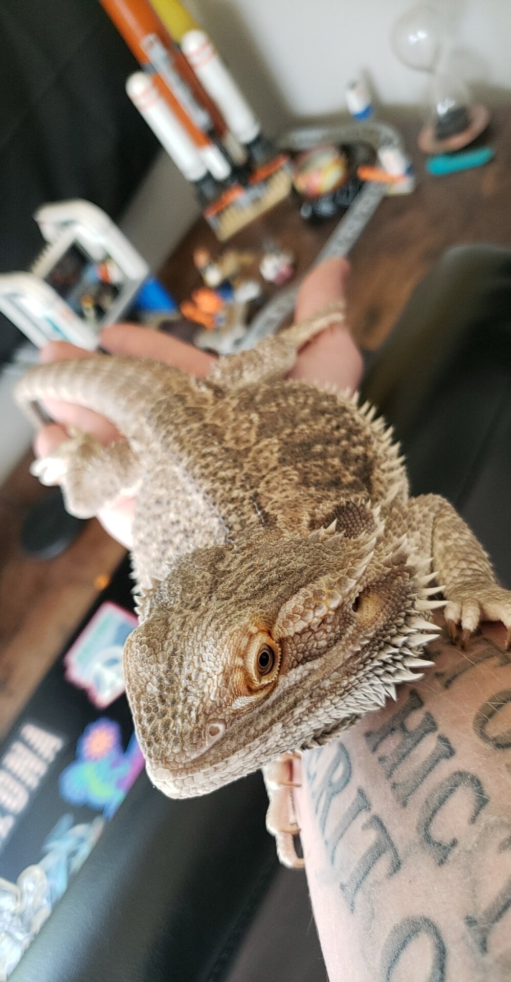 Bearded dragon and tank with all accessories image 2