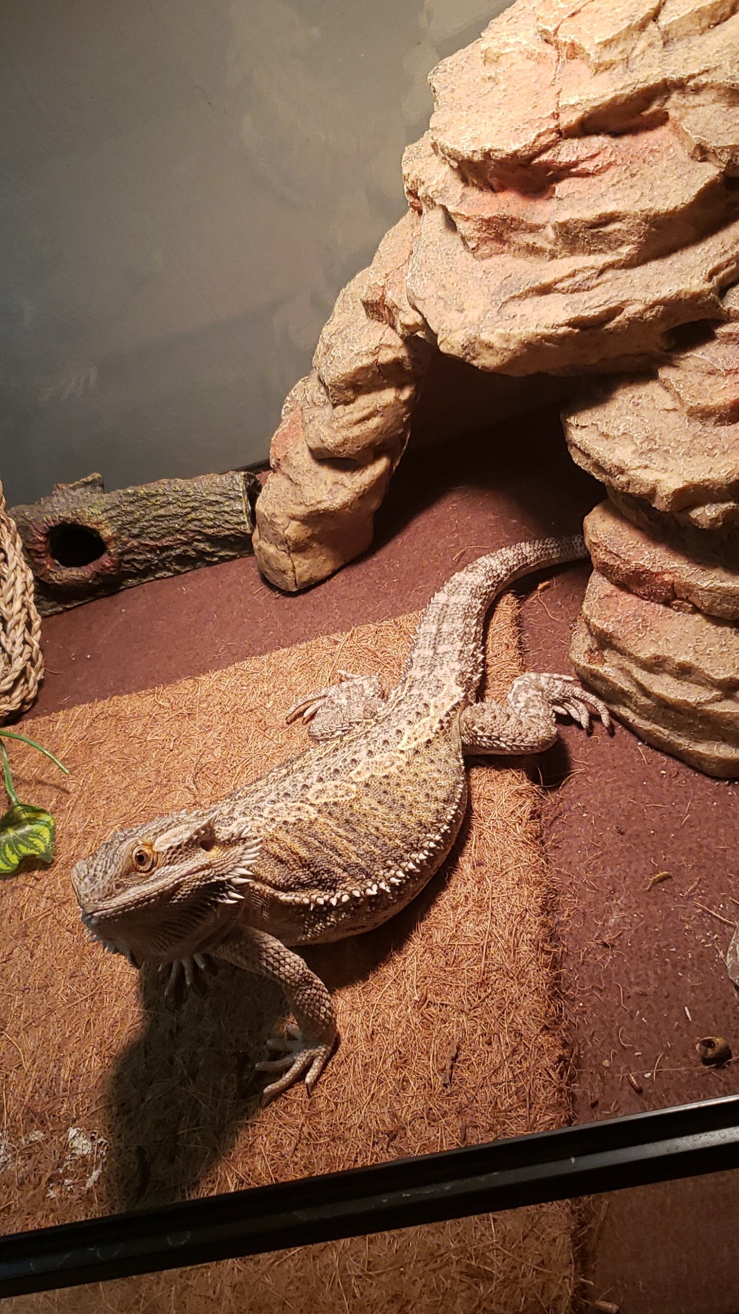 Bearded dragon and tank with all accessories image 1