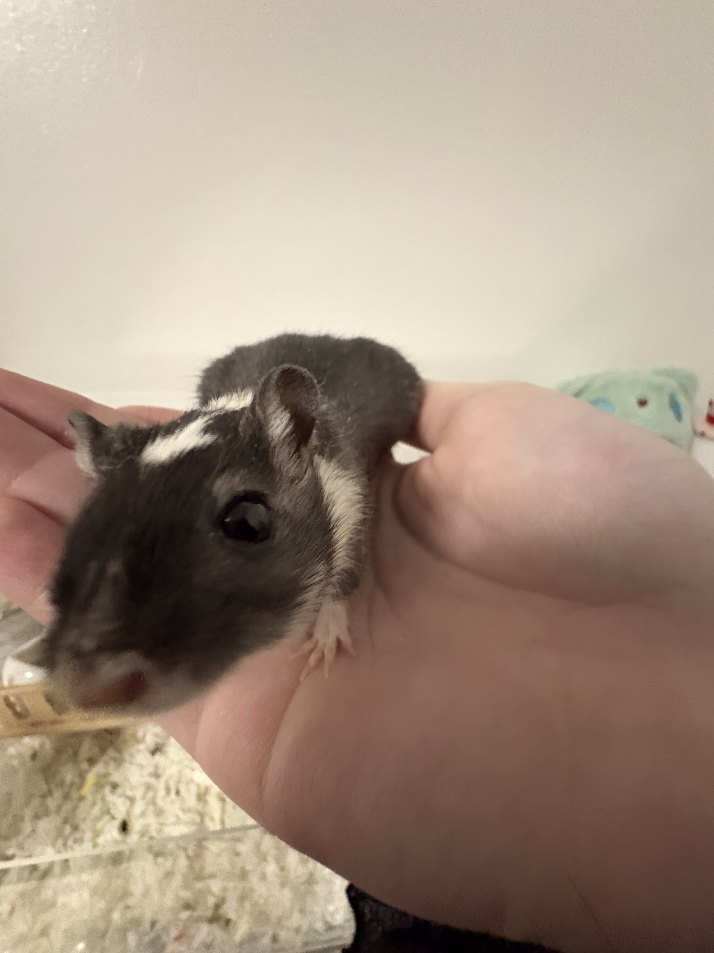 Gerbils image 5