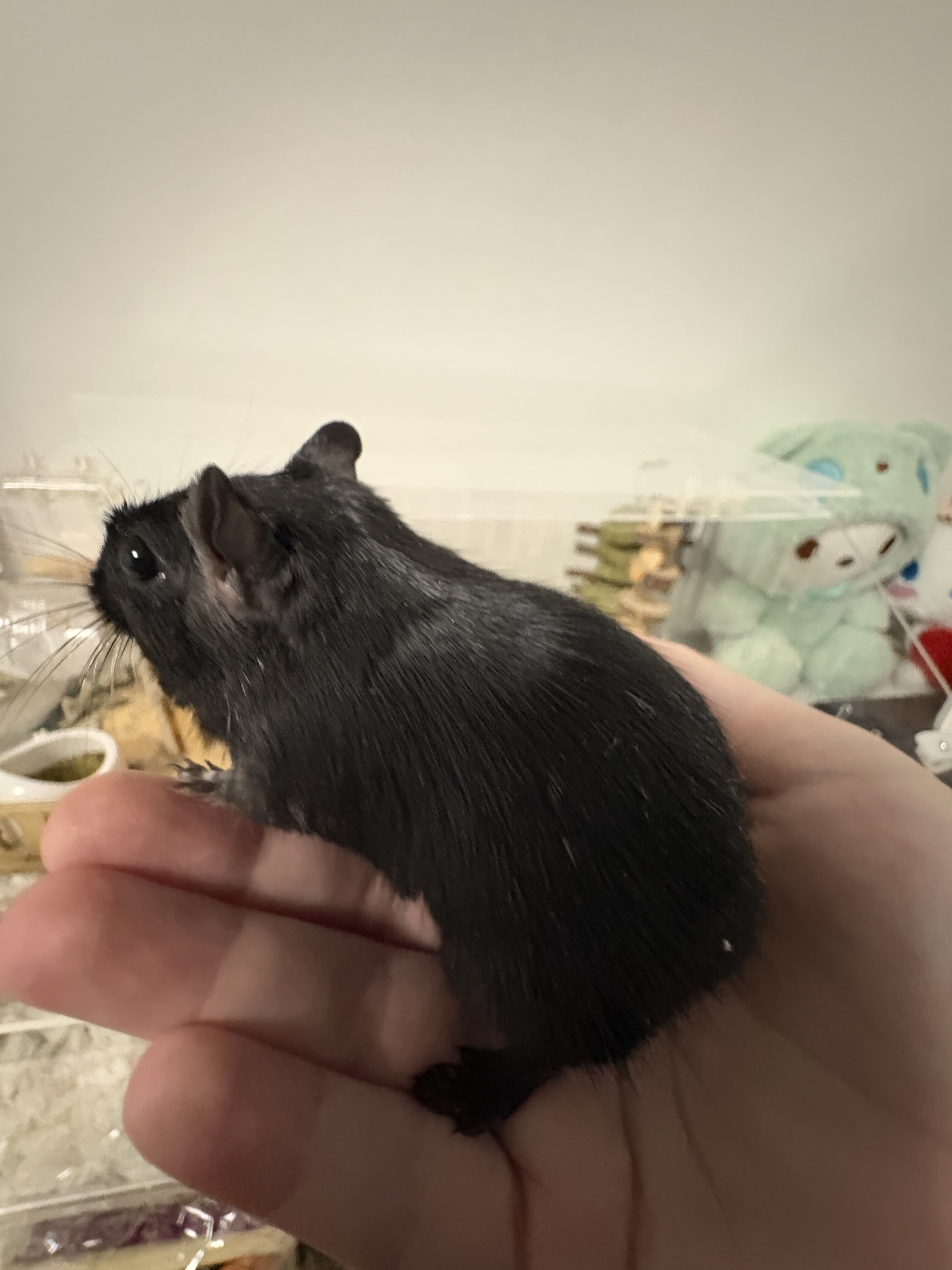 Gerbils image 2