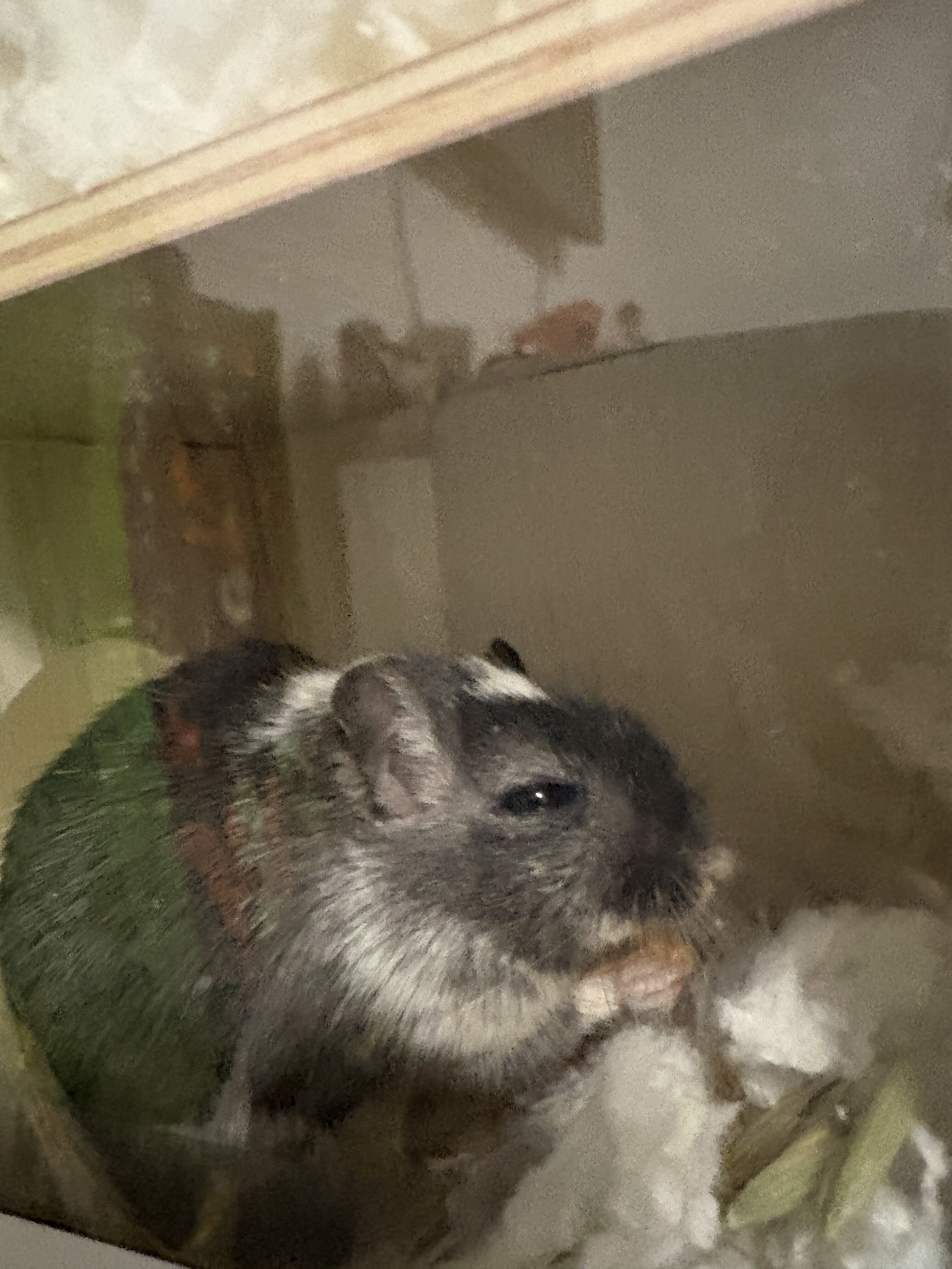 Gerbils image 3