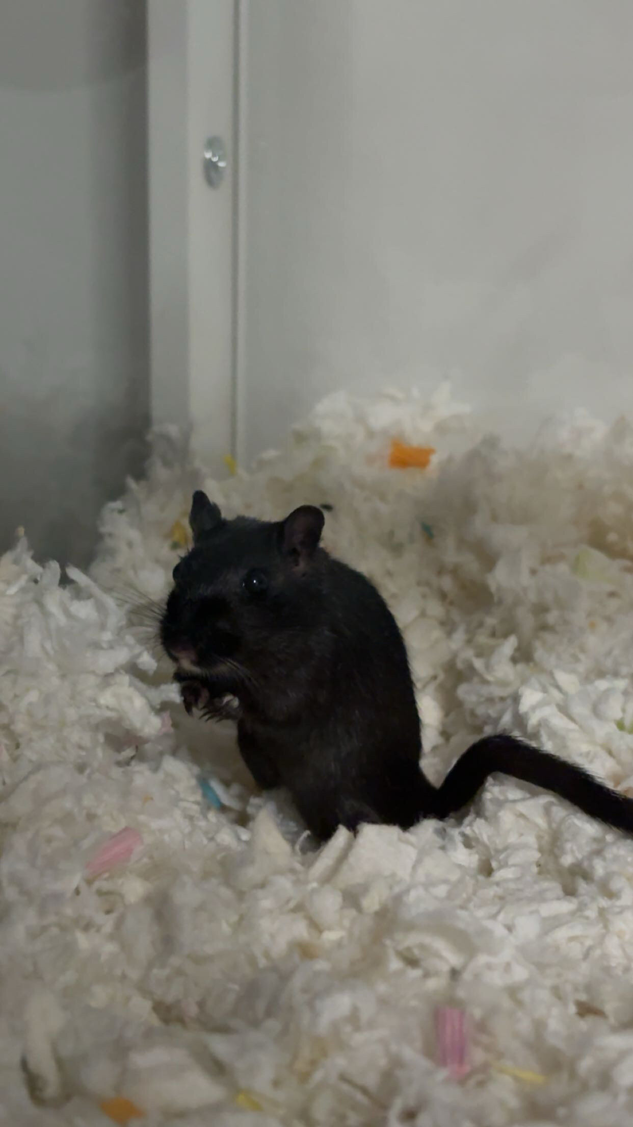 Gerbils image 4