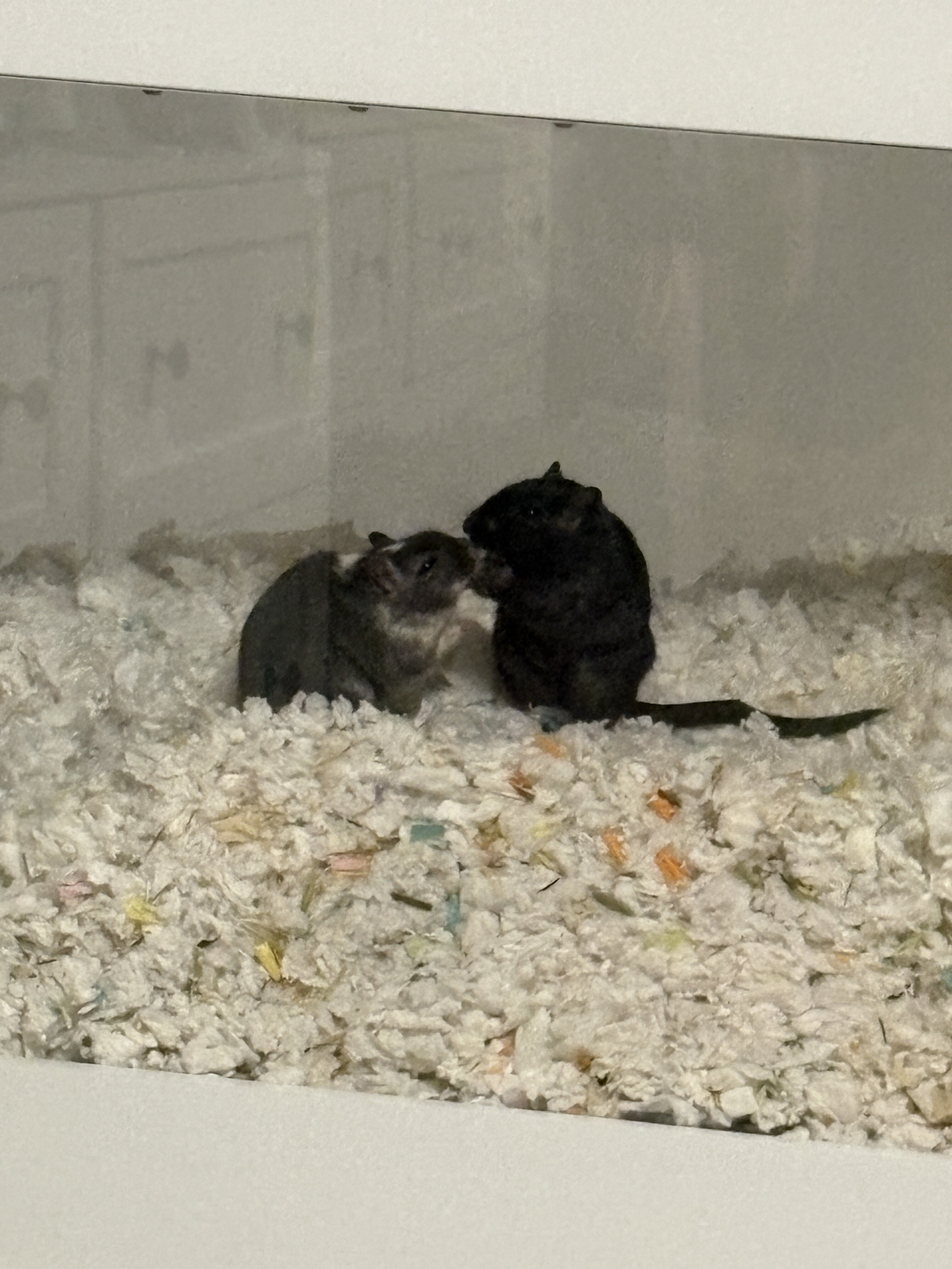 Gerbils image 1