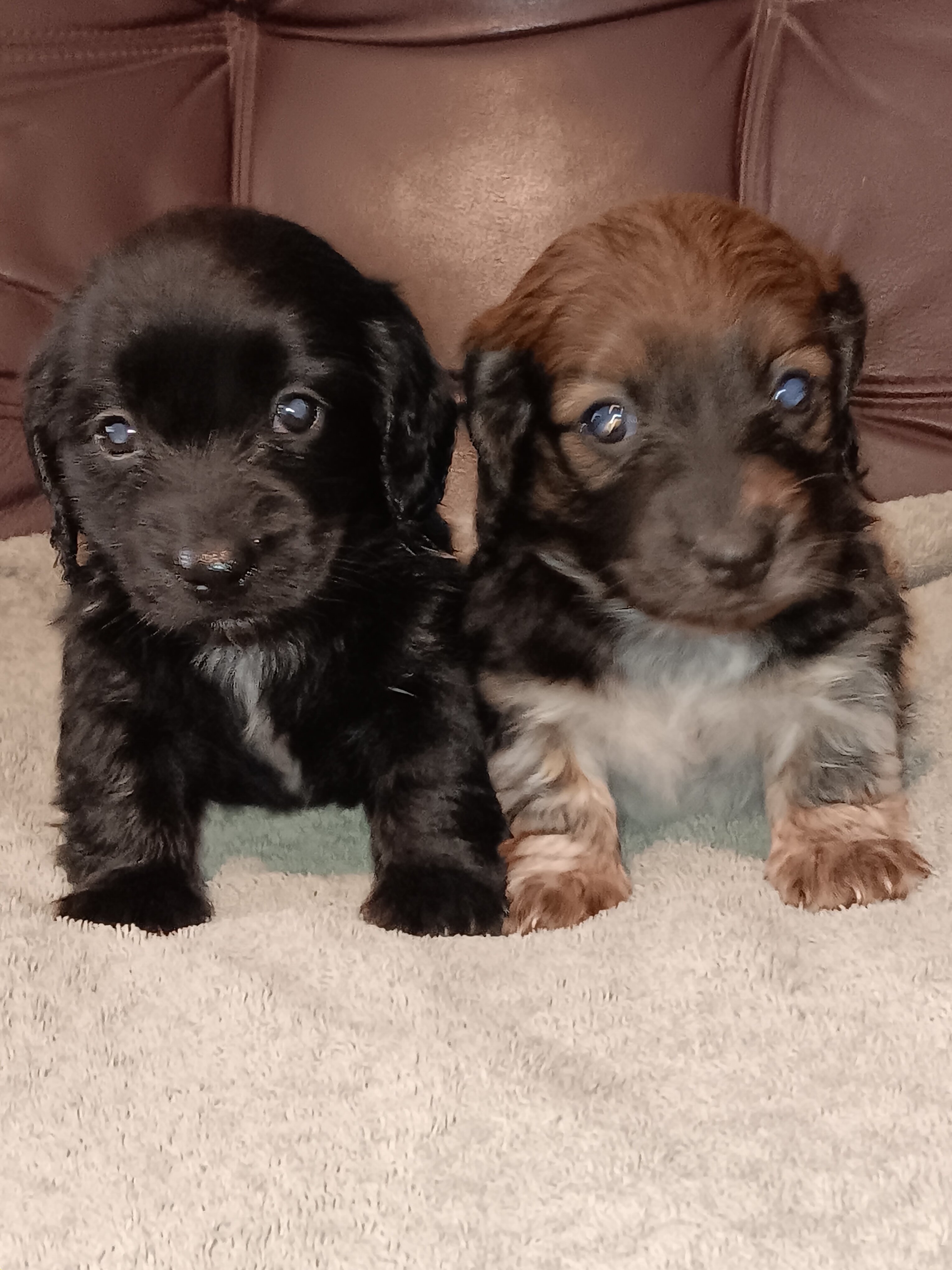 Miniature Dachshunds Longhaired image 1