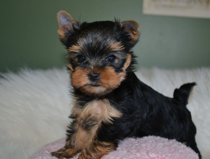 Beautiful Teacup Yorkie Puppies image 1