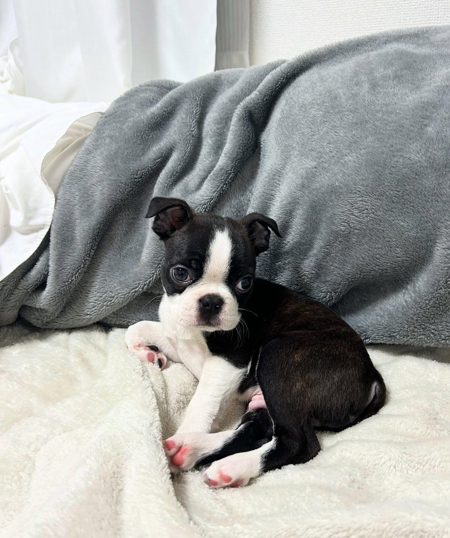 Boston terrier image 3