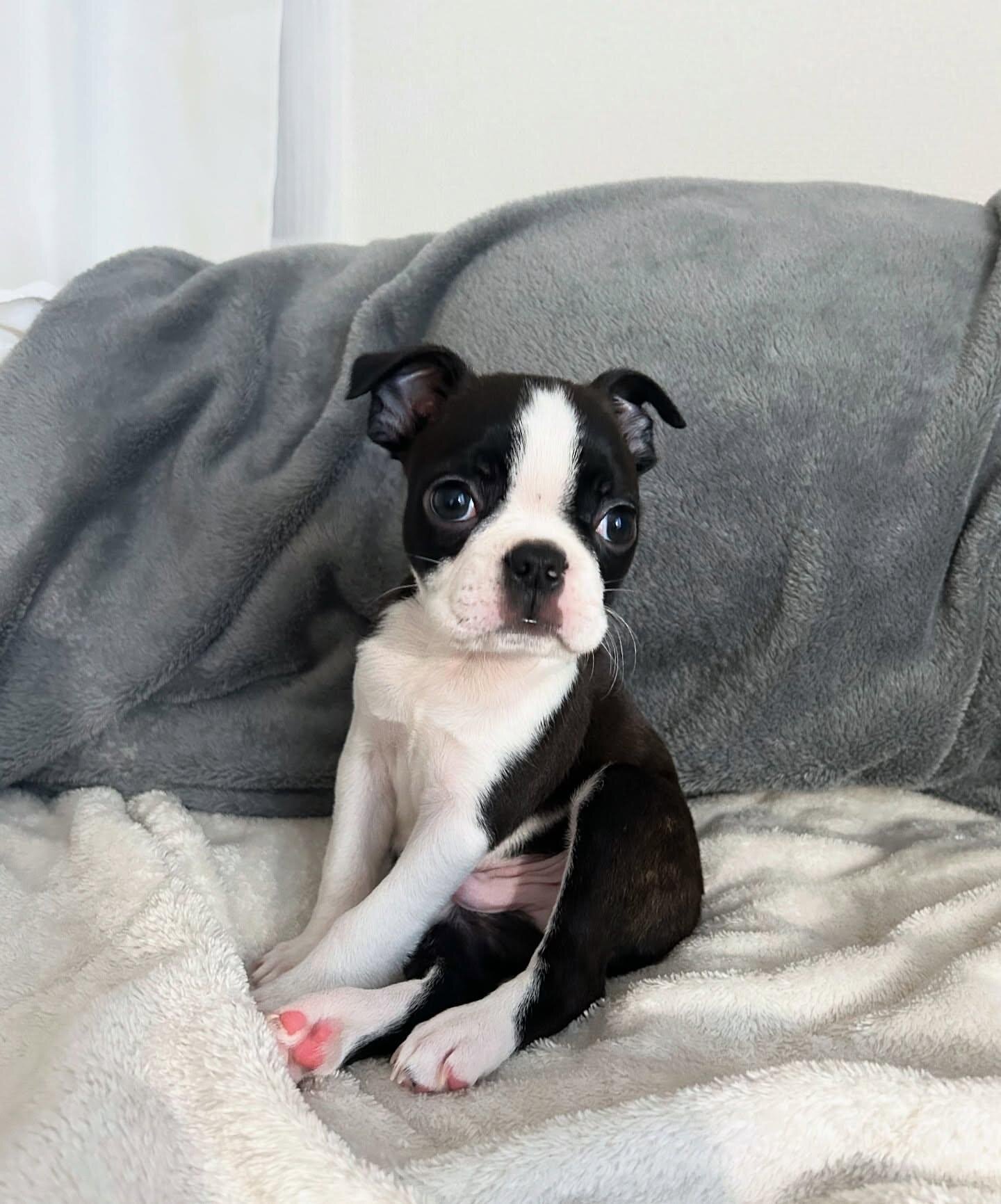 Boston terrier image 5