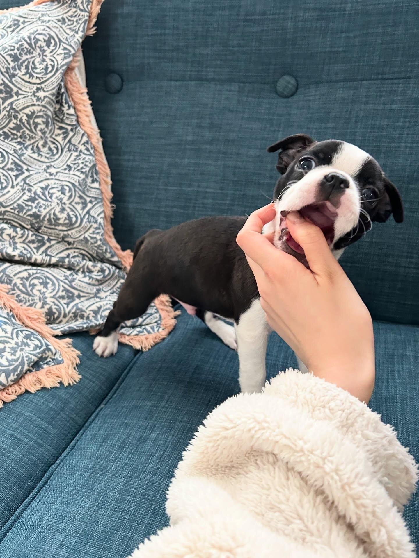 Boston terrier image 1