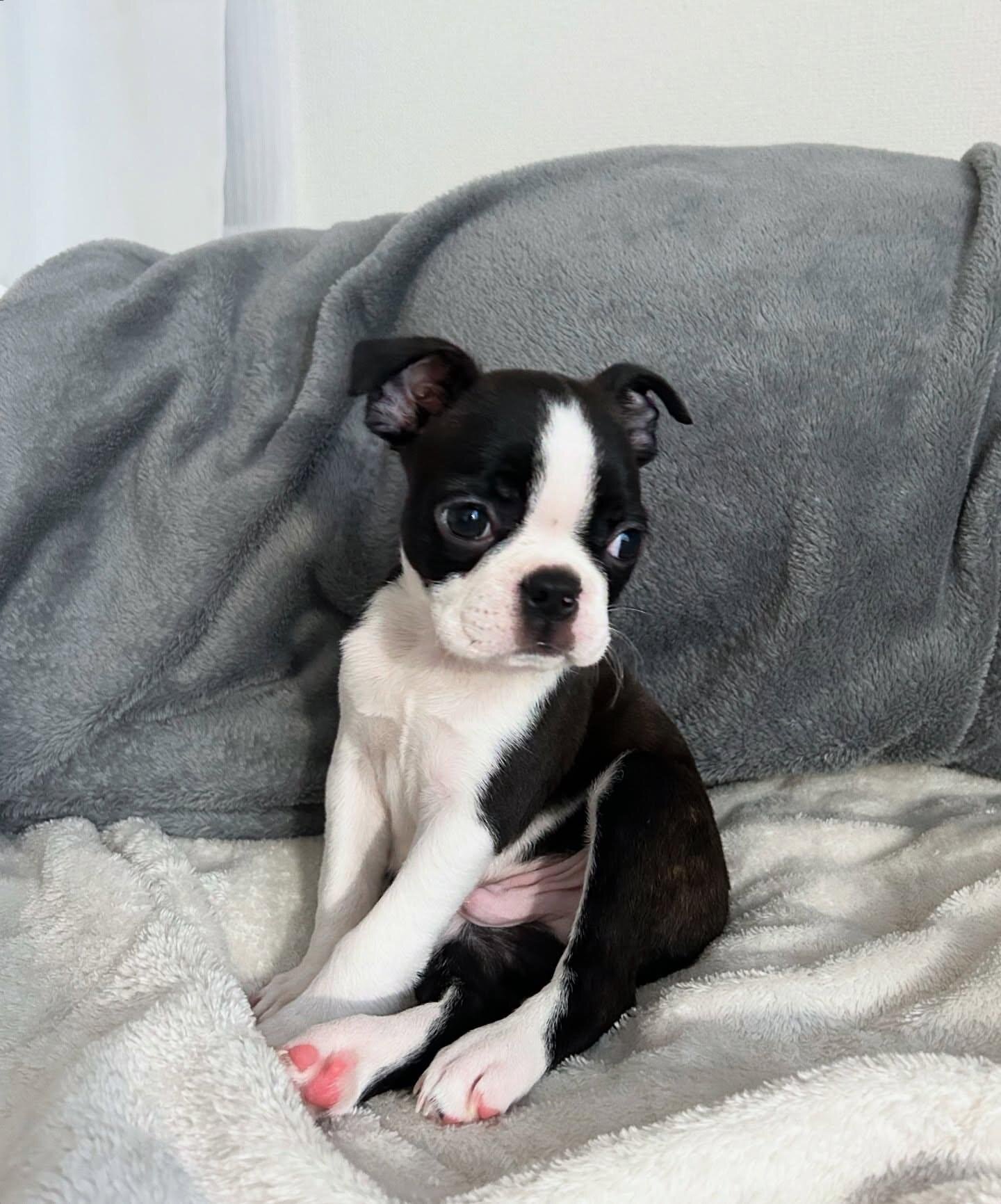 Boston terrier image 4