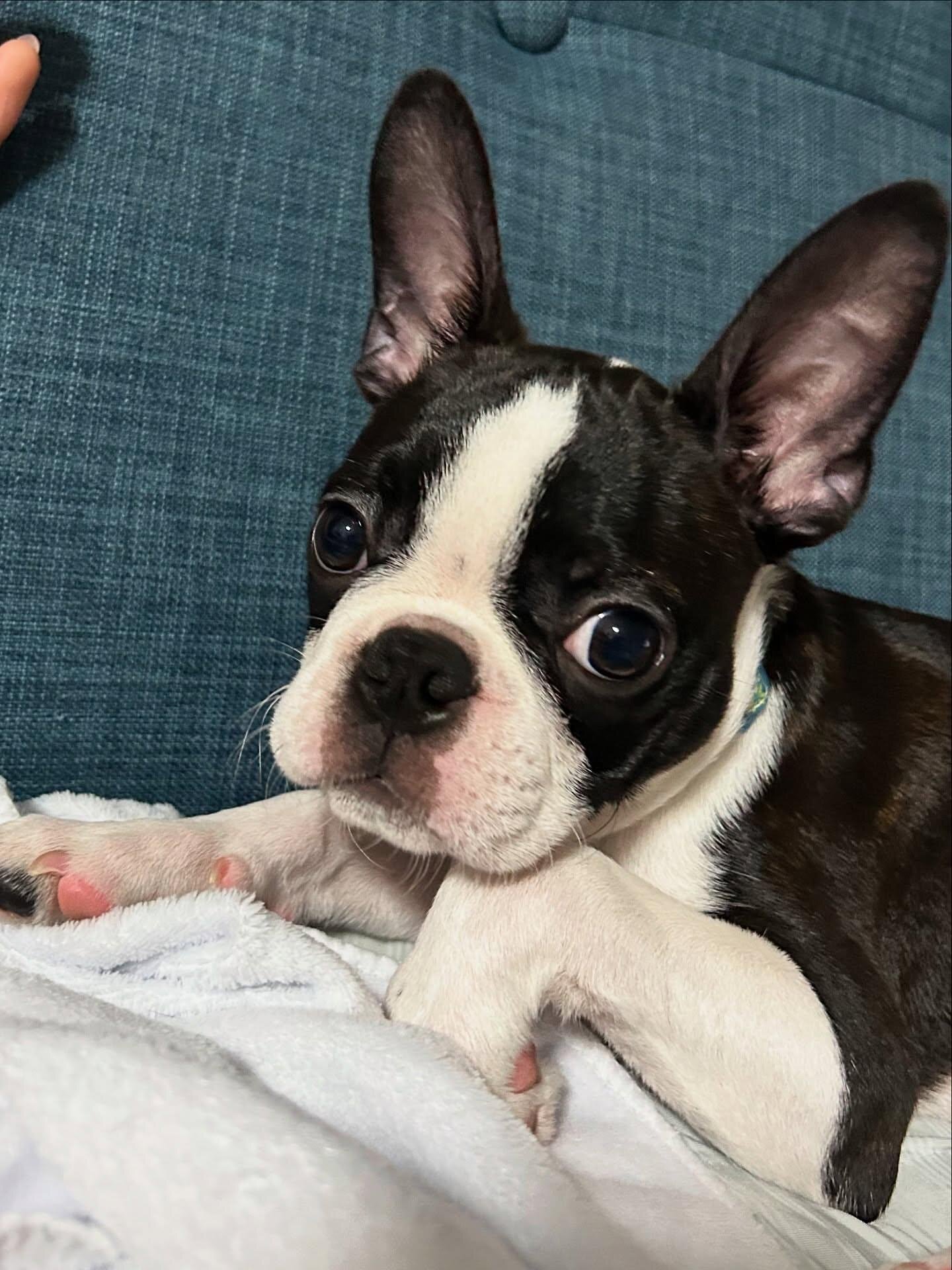 Boston terrier image 2