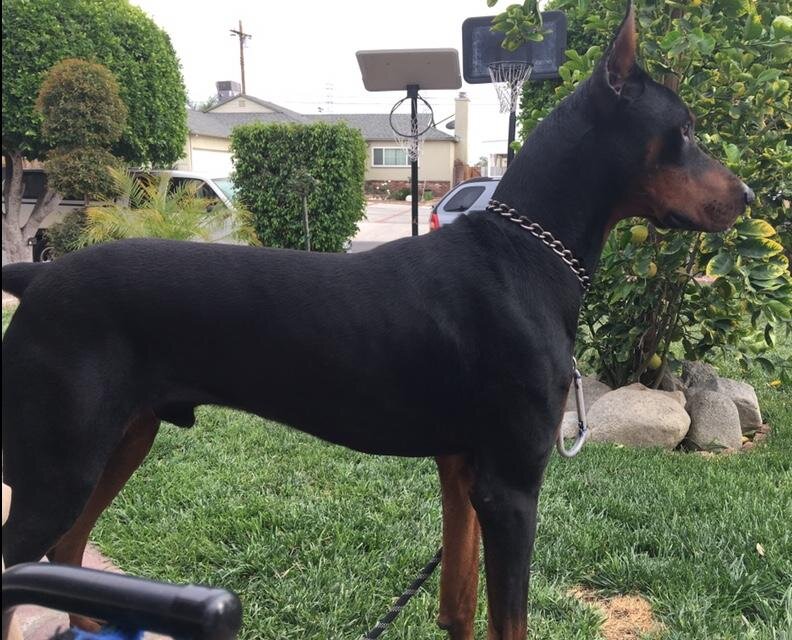 Doberman pinschers image 5