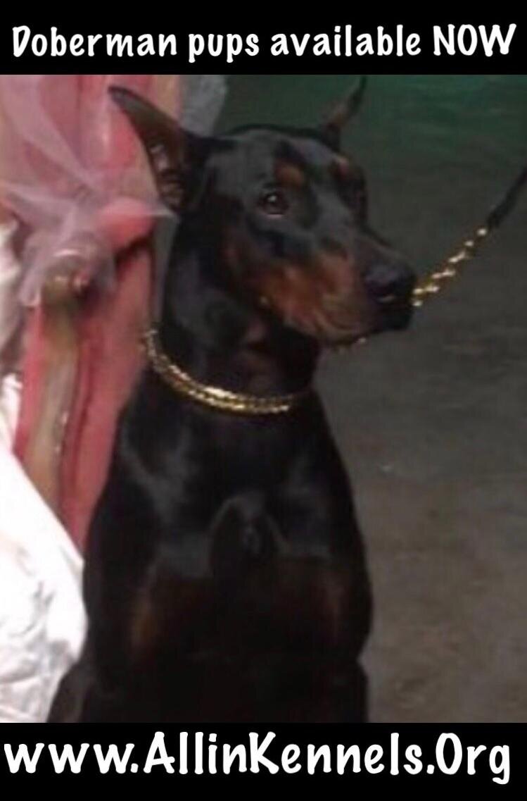 Doberman pinschers image 7