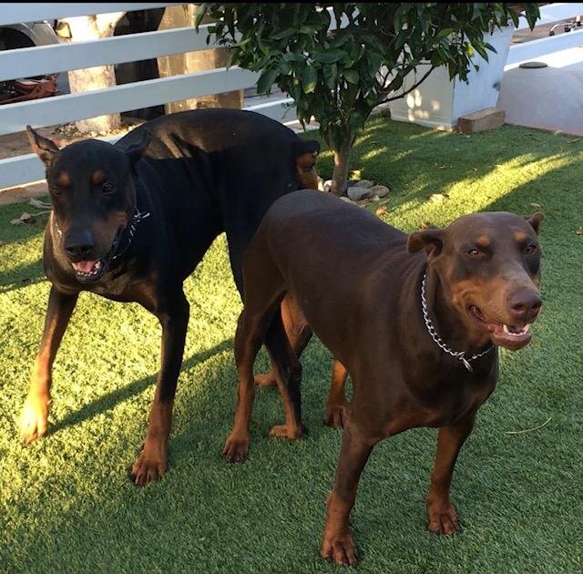 Doberman pinschers image 2