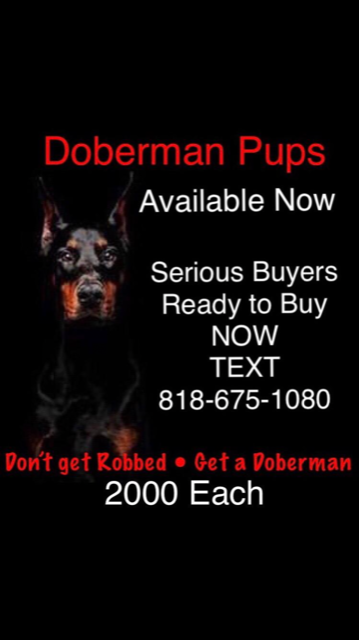Doberman pinschers image 3