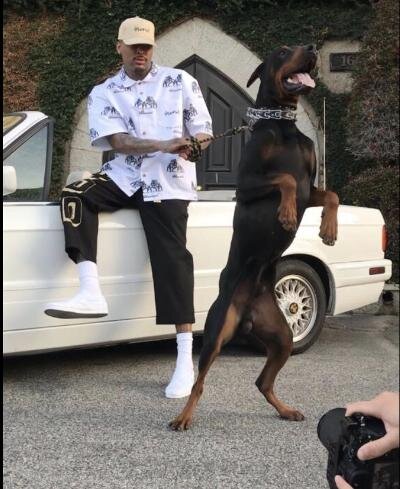Doberman pinschers image 4