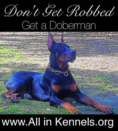 Doberman pinschers image 6