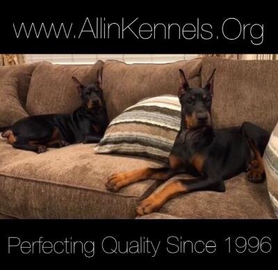 Doberman pinschers image 1