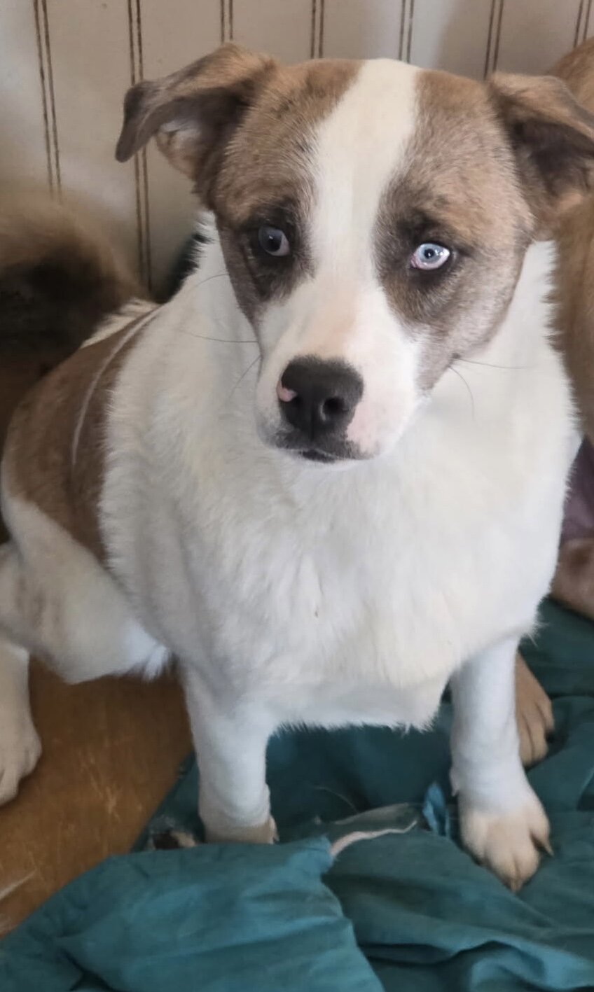 Special needs Aussie mix image 1