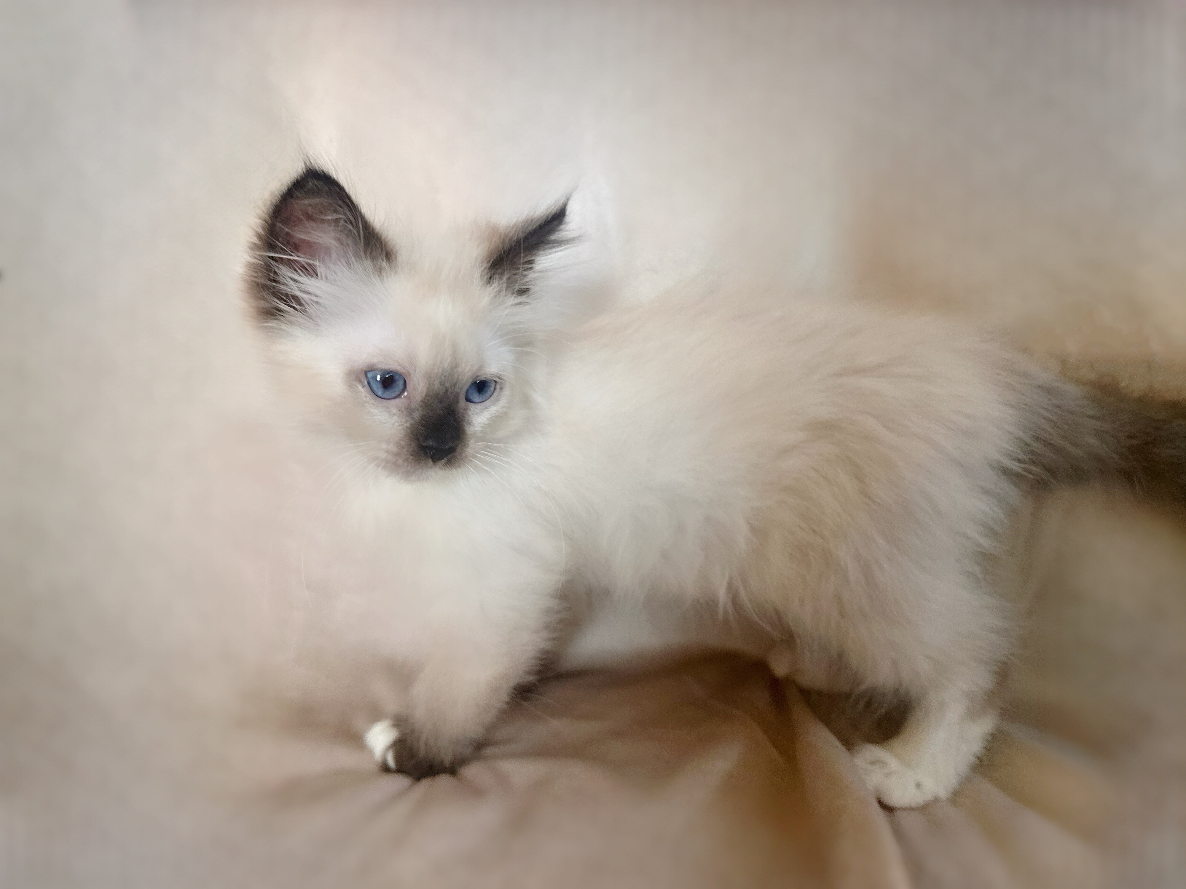 Ragdoll Kittens image 8