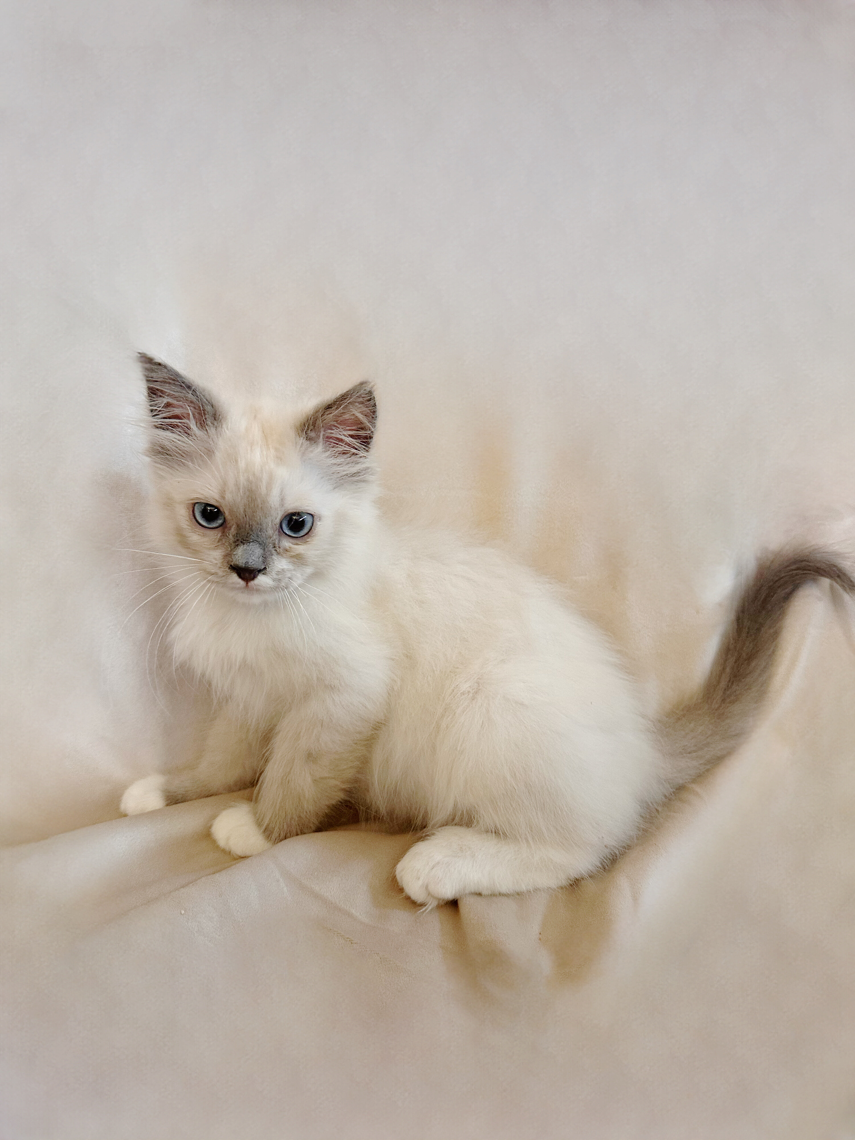 Ragdoll Kittens image 5