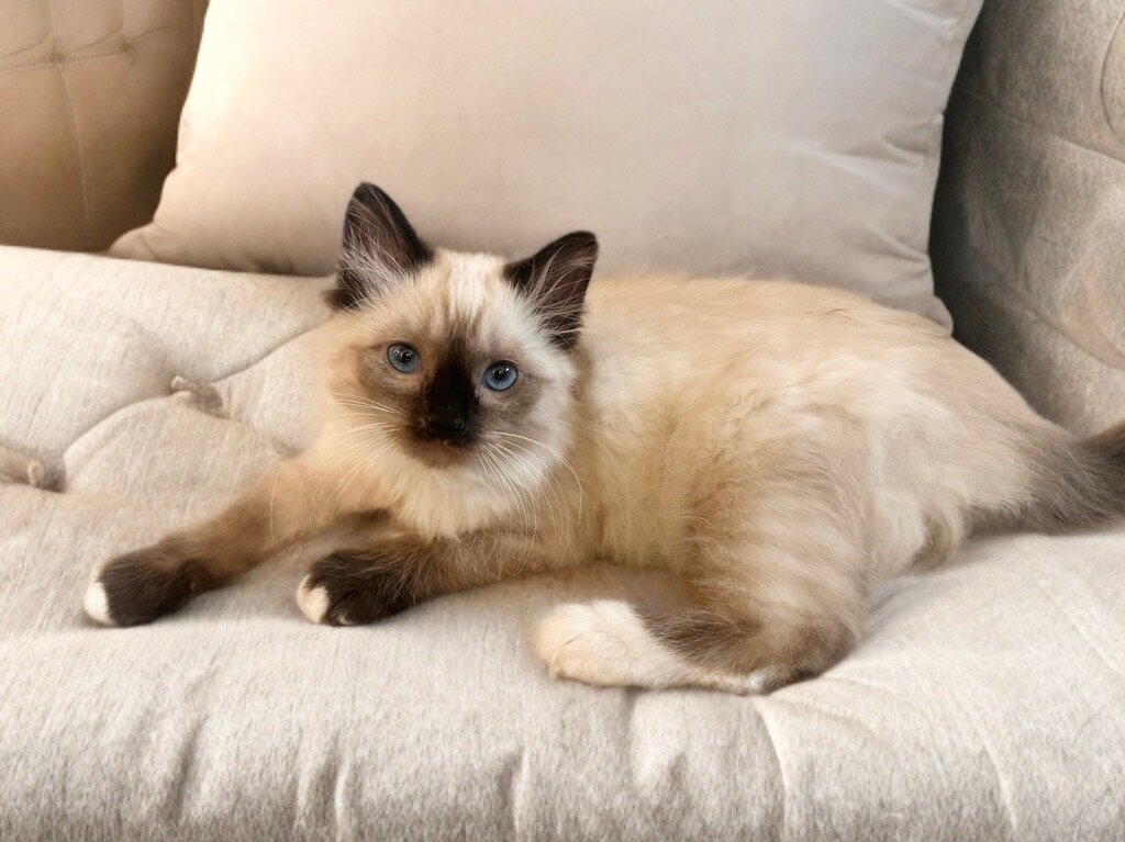 Ragdoll Kittens image 6