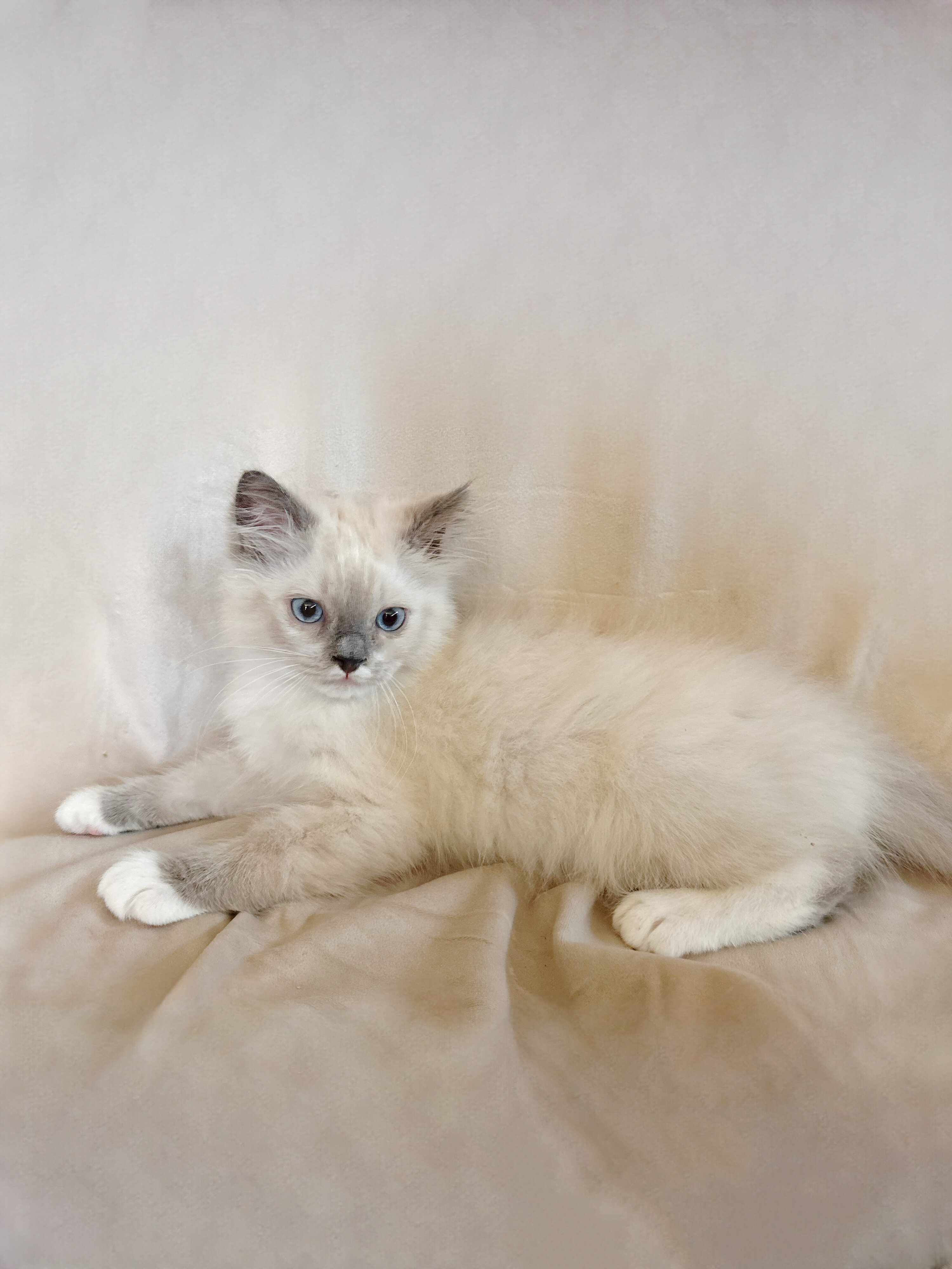 Ragdoll Kittens image 7
