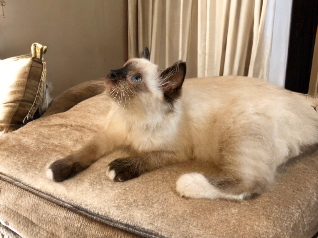 Ragdoll Kittens image 4