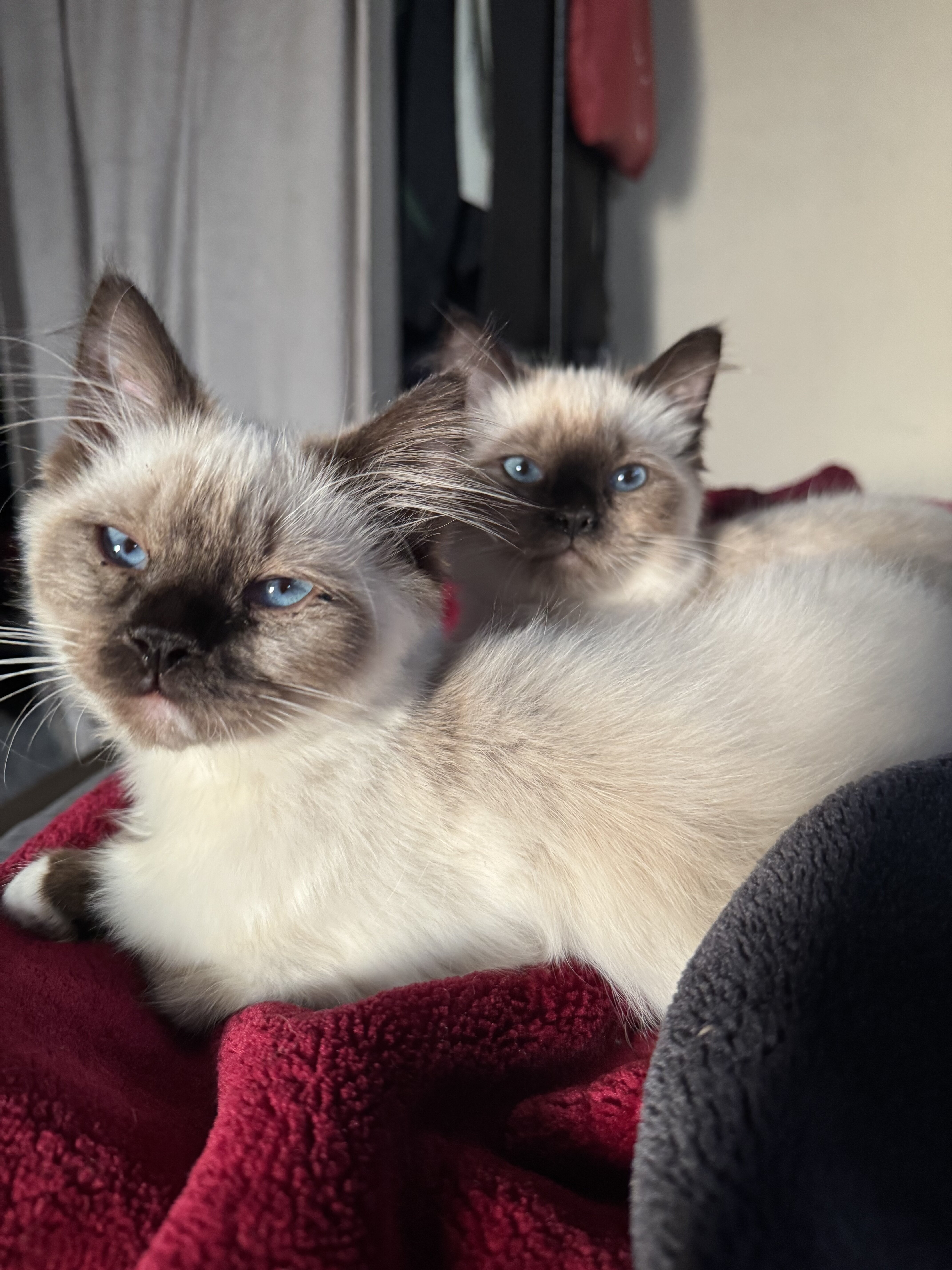 Ragdoll Kittens image 2