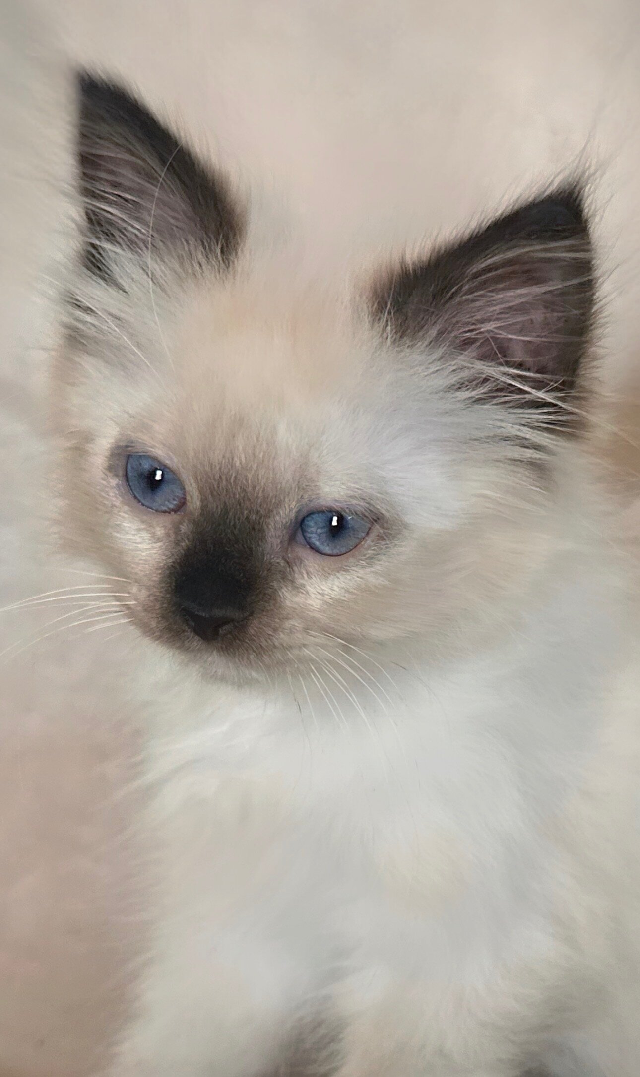 Ragdoll Kittens image 3