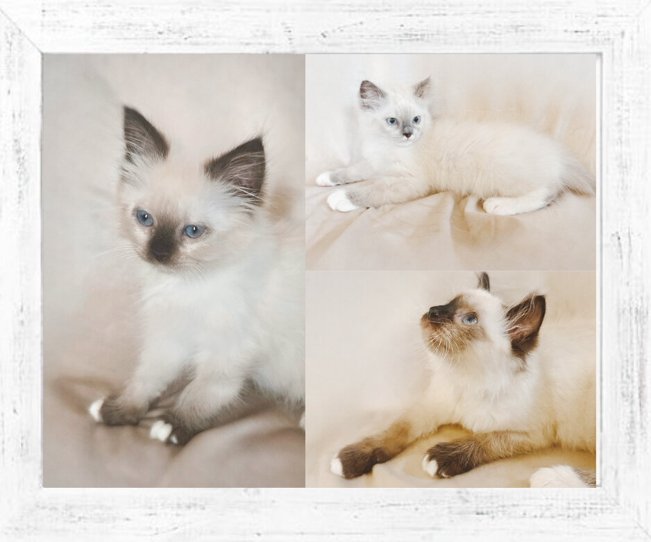 Ragdoll Kittens image 1